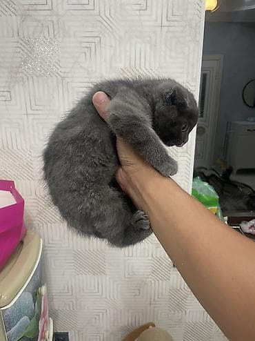 кошка майкун: Шотландский вислоухий котёнок(девочка) (Scottish Fold), окраса голубой — 3