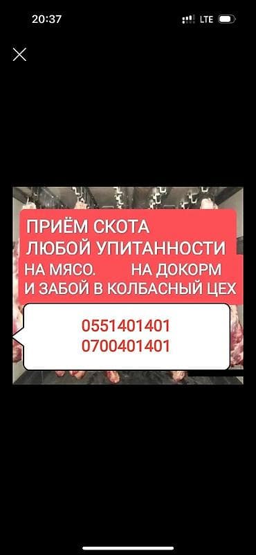 Частное лицо, Колбасный цех : Коровы, быки, Лошади, кони, Другие с/х животные, | Круглосуточно, Любое состояние, Забитый