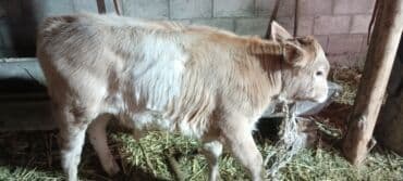 сколько стоит корова в кыргызстане 2023: Продаю | Корова (самка), Бык (самец) | Алатауская | Для разведения, Для молока | Стельные — 7