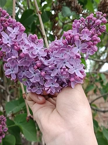 тоо жууркан бишкек цена: Сирень обыкновенная (Syringa vulgaris), куст крупный, обильно — 2