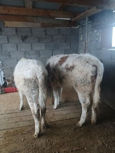 цена теленка коровы: Продаю | Тёлка | Полукровка | На откорм | Привязанные — 5