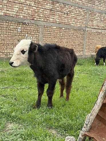 сена тук: Продаю | Музоо, торпок | Полукровка | На откорм — 1