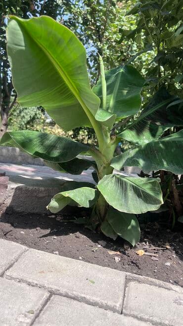семена многолетних цветов бишкек: Банановое растение (банановая пальма )шикарно растет в открытом грунте — 1