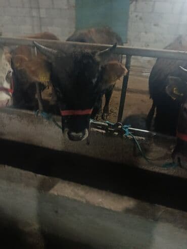 животные птицы: Продаю | Бык (самец) | На откорм | Привязанные — 6