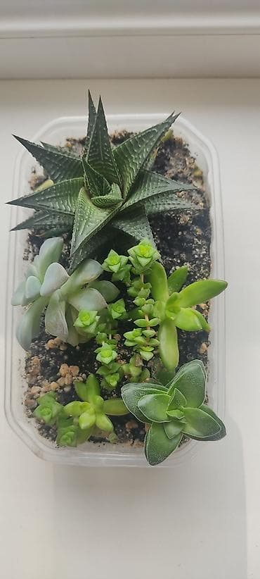 Бөлмө өсүмдүктөрү: Мини-сад из суккулентов в прозрачном контейнере Состав: - Хавортия — 1