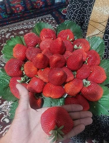 рассаду клубники купить: Рассада клубники (садовой земляники) в кассетах -Альбион сорт 1штук — 6