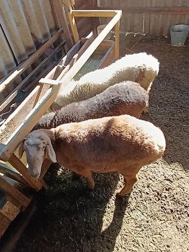 бирка для животных: Продаю | Ягненок | На забой — 7