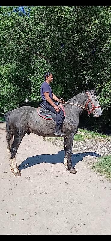 Продам с/х животных: Продаю | Конь (самец), Жеребец | Кара Жорго | Для разведения, Рабочий, Конный спорт | Племенные, Осеменитель — 1