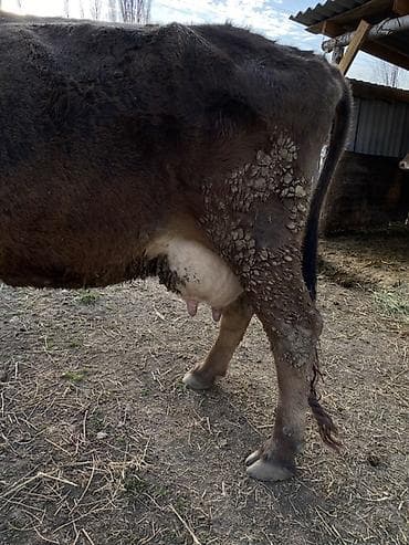 коой: Продаю | Корова (самка) | Для молока — 3