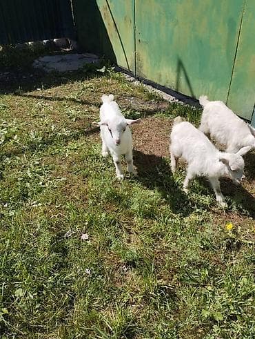 70 сом: Сатам | Улак | Заанен | Көбөйтүү үчүн | Асыл тукумдуу — 7