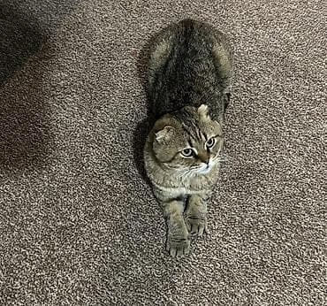 скотишь фолд: Скотиш Фолд (Шотландская вислоухая), 1 год, Мальчик — 2