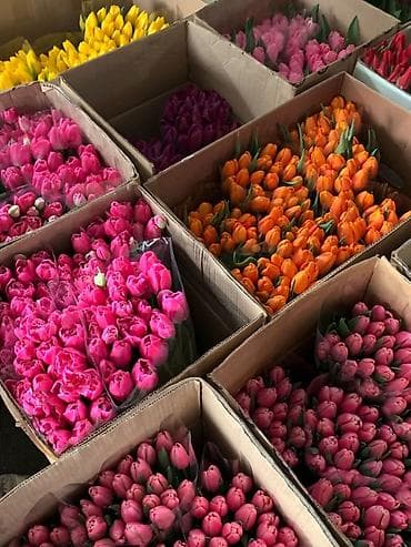 тюлпан оптом: Тюльпаны с плантации — срезка свежего дня Оптом от 100 штук - — 3
