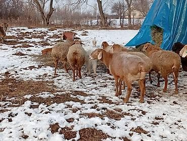 восточно эвропейская овчарка: Продаю | Овца (самка), Баран (самец) | Арашан — 5