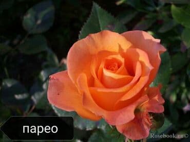 купить семена цветов в бишкеке: Саженцы цветка: Розы — 3