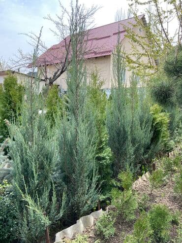 купить саженцы хвойных: Көчөттөр дарактардын: Туялар, Өзү алып кетүү, Акылуу жеткирүү — 3