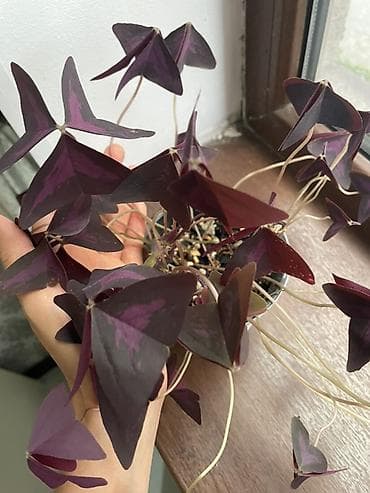 козлятник восточный: Оксалис треугольный (Oxalis triangularis), фиолетовый сорт. - — 2