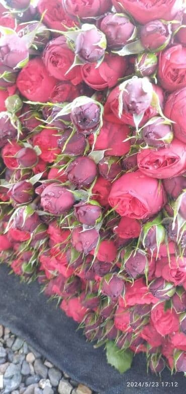 диваны турецкой: Роза кочоттор сатылат количество не ограничено — 1