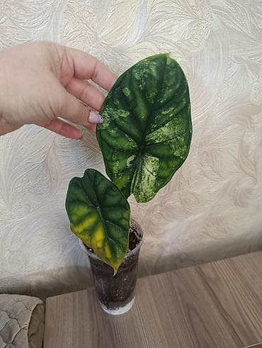 Алоказия (две разновидности) — комнатные декоративнолиственные at lalafo.kg Алоказия (две разновидности) — комнатные декоративнолиственные