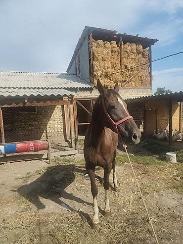собаки самки: Продаю | Кобыла (самка) | Английская | Рабочий | Племенные — 7