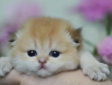 рыжая кошка: Скотиш Фолд (Шотландская вислоухая), 1 месяц, Девочка, Золотая шиншилла, Приучена к лотку, Проглистована, С документами — 4