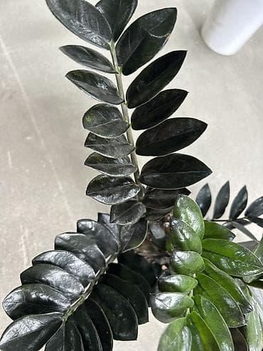 вариегатный замиокулькас: Замик гигант Замиокулькас ‘Raven’ (Zamioculcas zamiifolia Raven) - — 3