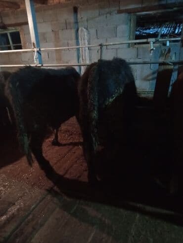 бир: Сатам | Бука (эркек) | Бордоп семиртүү үчүн — 10