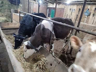 кой бишкек: Сатам | Кунаажын | Голштин, Алатоолук, Швиц | Союуга, Көбөйтүү үчүн, Бордоп семиртүү үчүн | Асыл тукумдуу, Кунажын, Байланган — 2