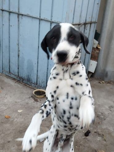 породистые собаки ищут дом: Далматинец (кобель) с классическим белым окрасом в чёрную крапинку. - — 3