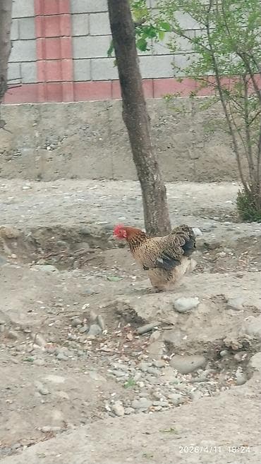 ит атаар: Сатам | Тооктор | Көбөйтүү үчүн — 6