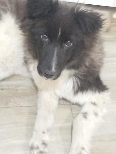 отдаю кота: Собака даром: Колли, 3 месяца, Самец — 5