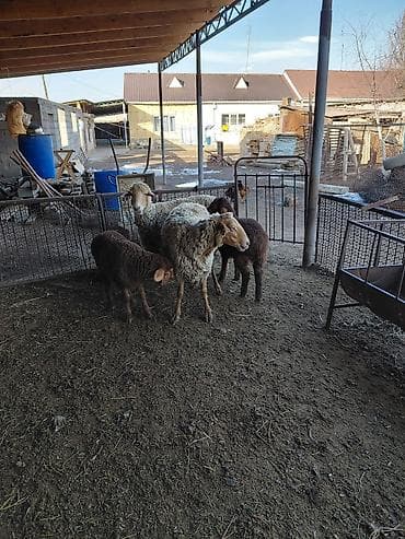 сколько стоит капибара в кыргызстане: Продаю | Овца (самка) | Для разведения — 8