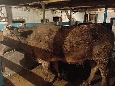 порода карова: Продаю | Корова (самка) | Швицкая | На забой — 1