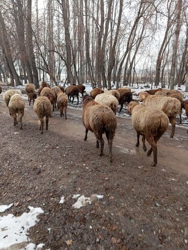 Башка жаныбарлар: Сатам | Ургаачы кой (ургаачы) | Аргын | Көбөйтүү үчүн | Ургаачы — 2