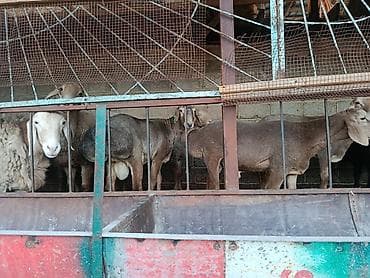 машинка для стришки баранов: Продаю | Баран (самец) | На забой | Котные — 5