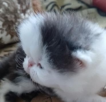 бенгалы котята: Персидский котёнок. Эксклюзив ! Шикарная персидская кошечка в — 9