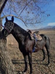 продажа домашних животных: Продаю | Жеребец | Для разведения | Племенные — 11