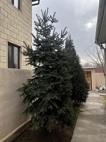 адамово дерево: Ёлки — 1