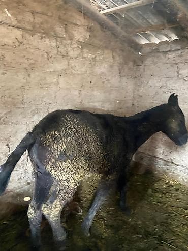 ыссык куле: Сатам | Тай | Көбөйтүү үчүн | Асыл тукумдуу — 8