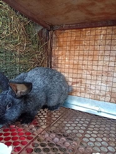 зайчик купить: Полтавский серебро самец — 1