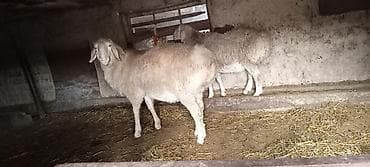 бишкек собака: Сатам | Кочкор (эркек) | Көбөйтүү үчүн — 2