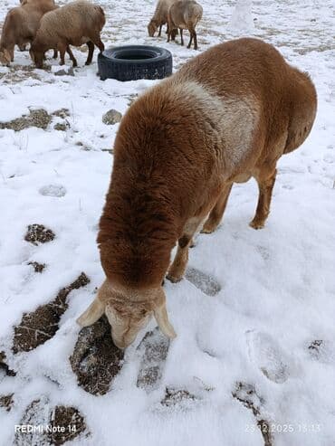 хамелеон животное: Продаю | Баран (самец) | Арашан | Для разведения | Племенные — 3