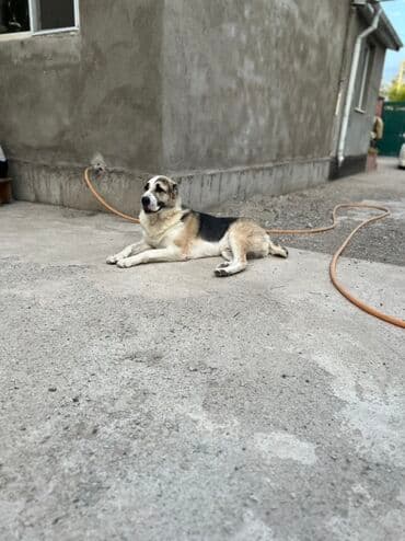 продаю тайган: Алабай, 3 года, Самец, С прививкой, С родословной — 4