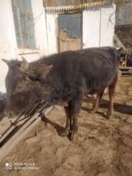 собака доберман сколько стоит: Сатам | Бука (эркек) | Бордоп семиртүү үчүн — 1