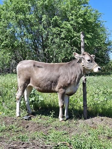 Продаю | Бык (самец) | Швицкая | На откорм | Привязанные