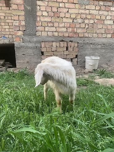 купить ястреба для охоты: Продаю | Козёл (самец), Козлёнок | Для разведения — 4