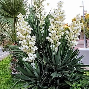 Үтүктөөчү такталар: Юкка Все за 800 !!!!можно отделить на много кустов по отдельности — 2