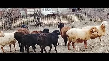 canada goose: Продаю | Овца (самка) | Для разведения — 3