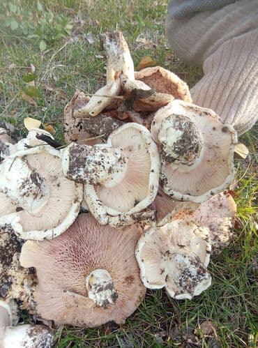 купить семена люцерны в бишкеке: Грибы Самовывоз — 2