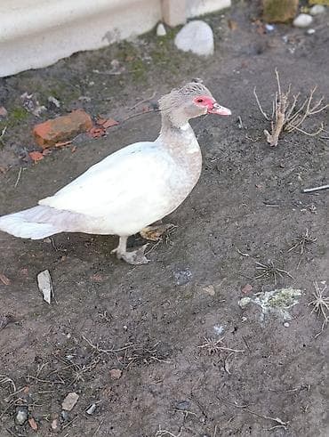 инд: Мускусные утки (индоутки), окрас - серебро,с красной маской у клюва — 3