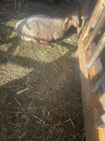 Продаю | Овца (самка) | Эдильбаевская, Арашан | Для разведения | Котные, Ярка — 7